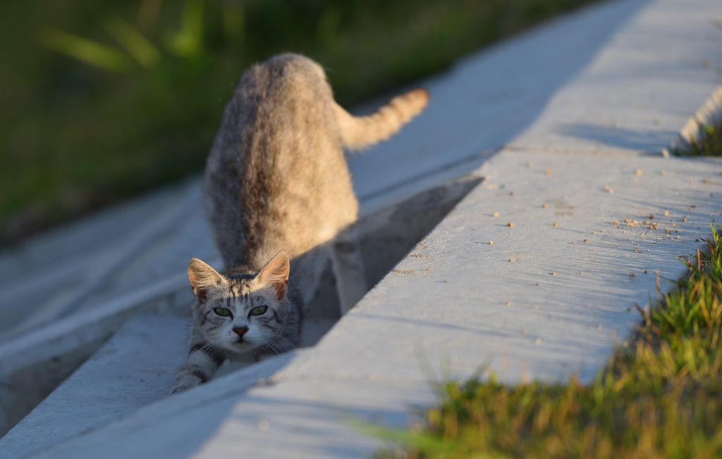 空猫