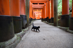 伏見稲荷大社黒猫