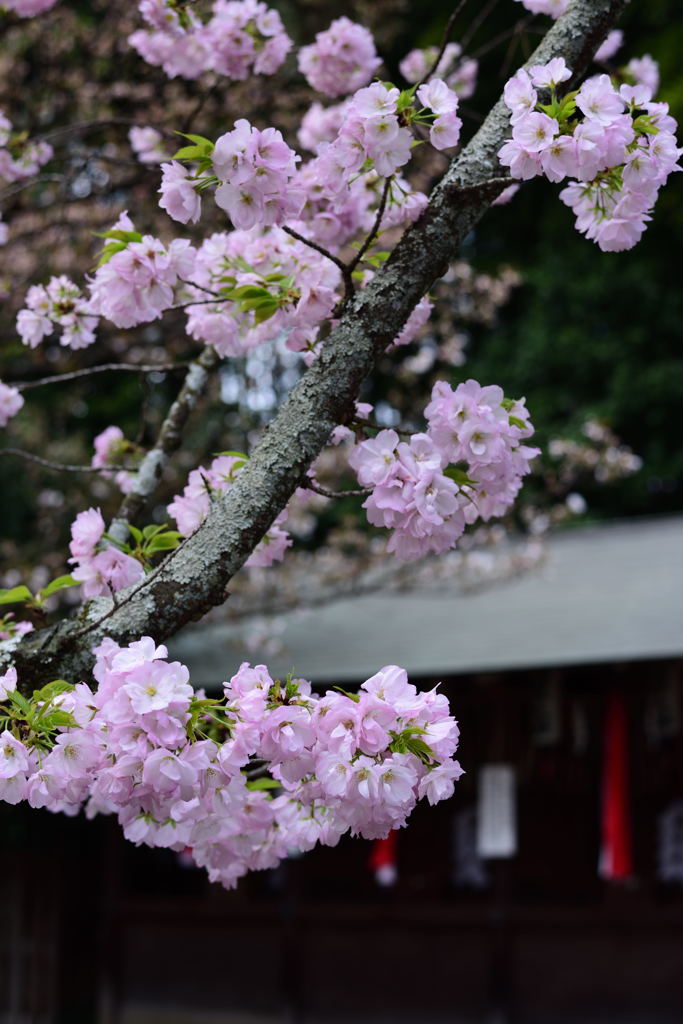 京都　平野神社