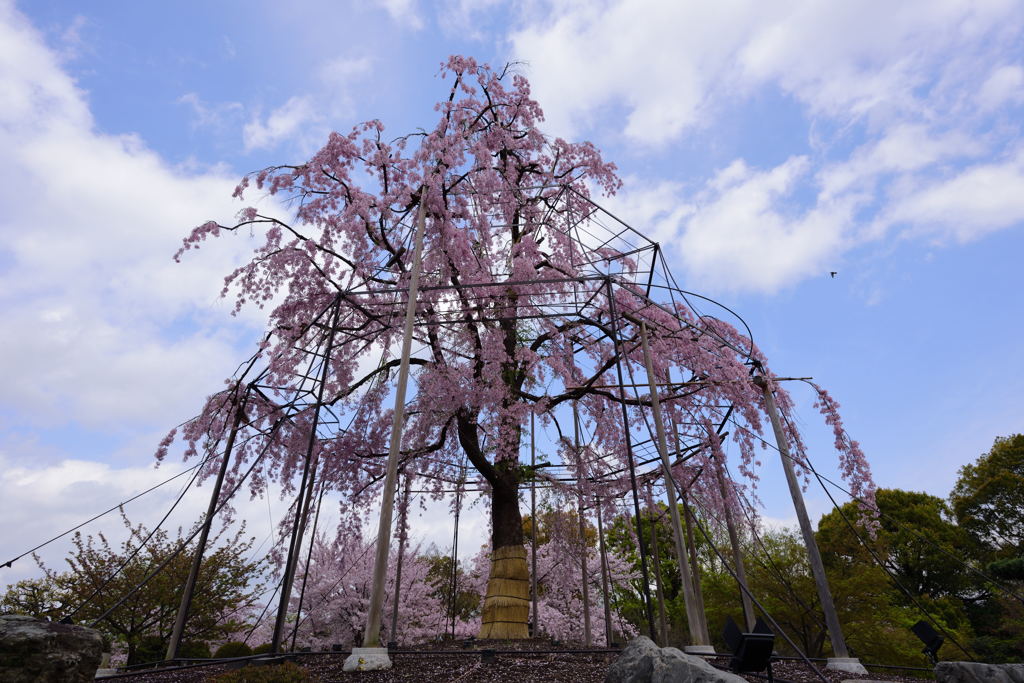 東寺　八重桜