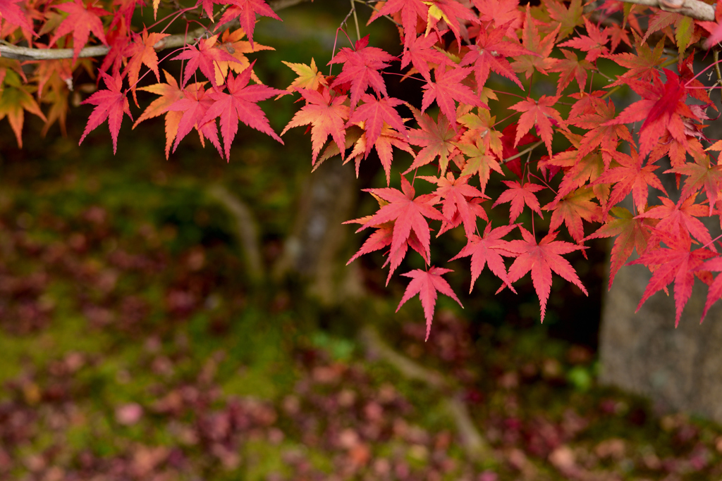 永観堂紅葉