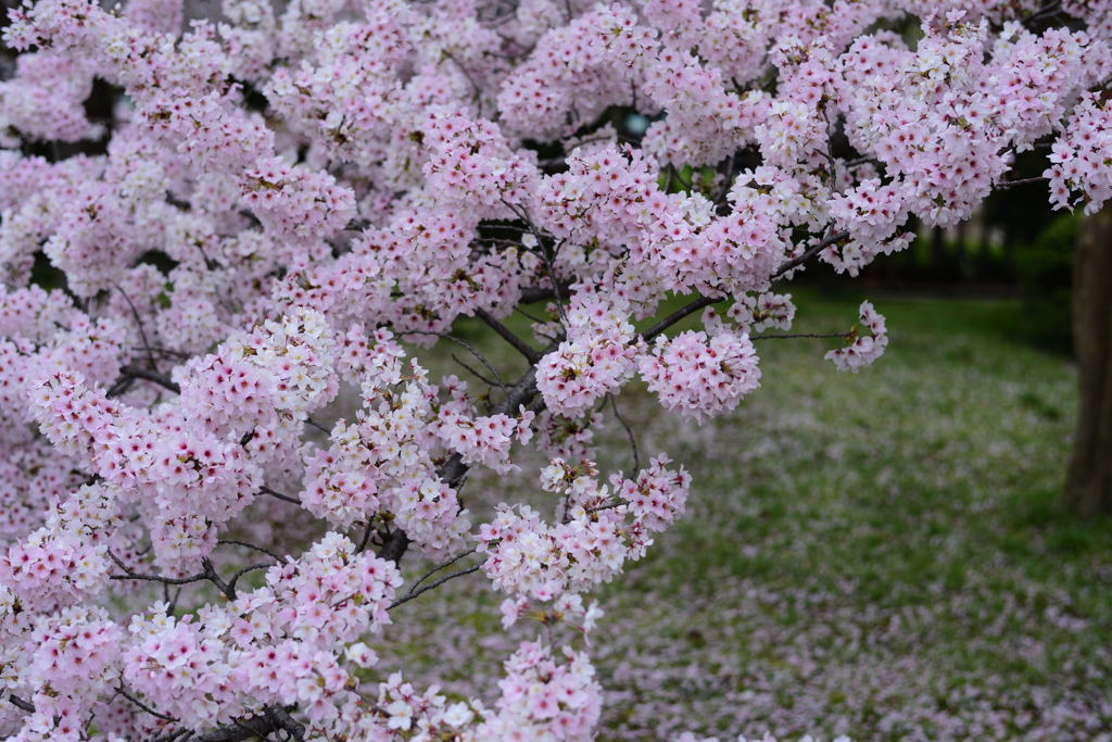 東寺　桜