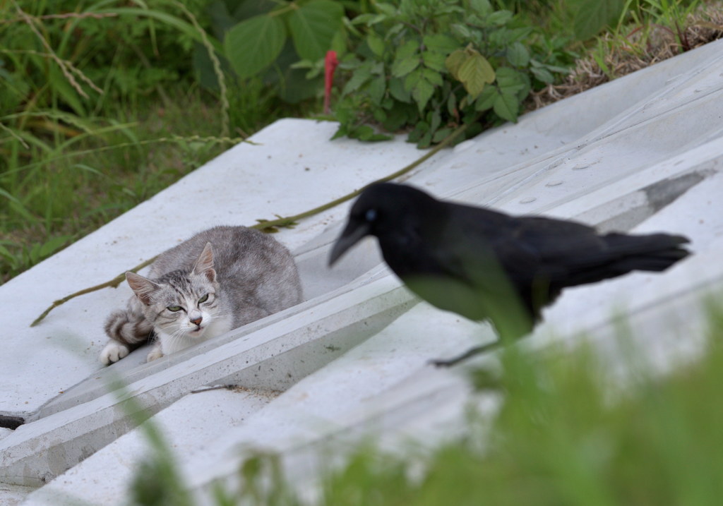 土手猫
