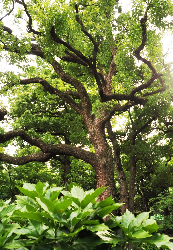 奇怪な枝ぶり