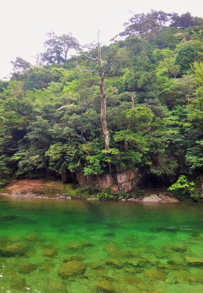 川岸の生命