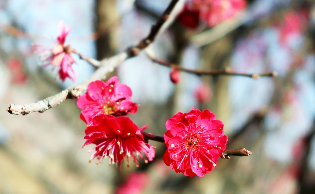 紅の花