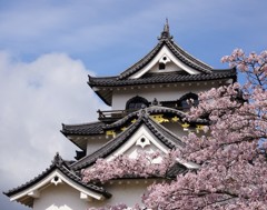彦根城と桜