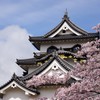 彦根城と桜