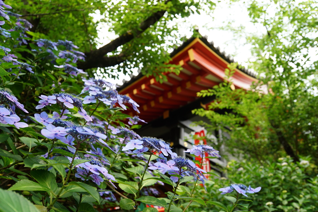 紫陽花