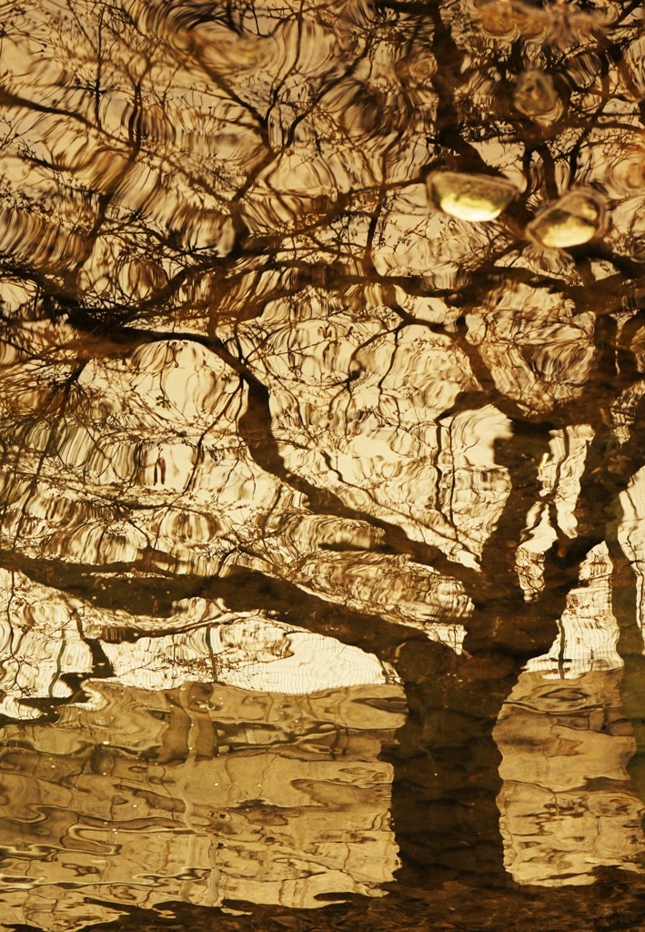 水面の枯れ木