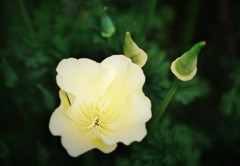 蕾と花