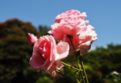 バラが咲いた
