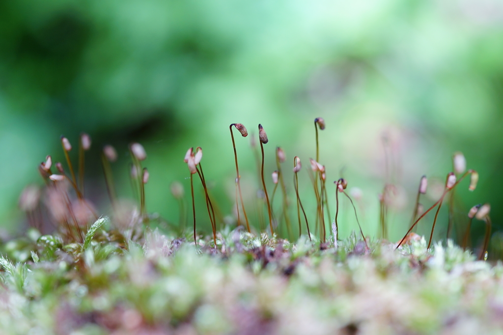 苔蒸す季節