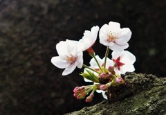 可憐な桜
