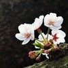 可憐な桜