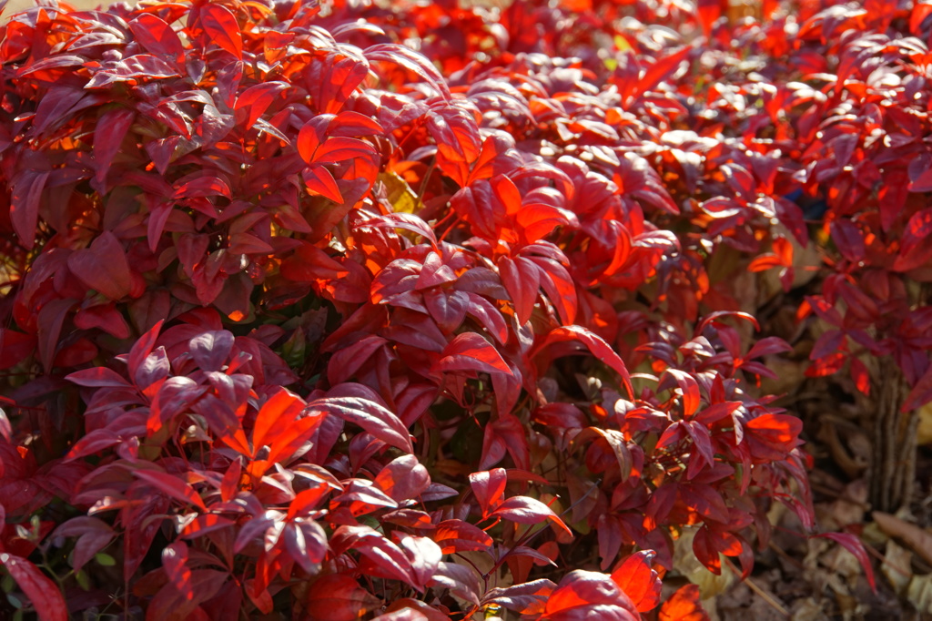 紅葉の光