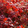 紅葉の光