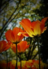 生きる花