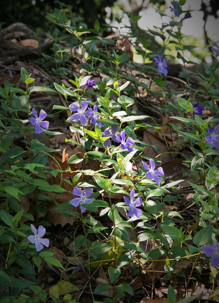 光に映える花