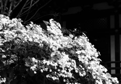 流れ落ちる花たち