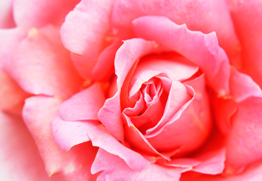 旨薔薇