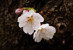 小さな開花