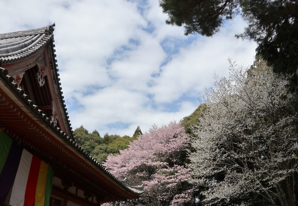 山の賑わい