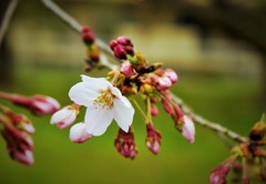 開花前