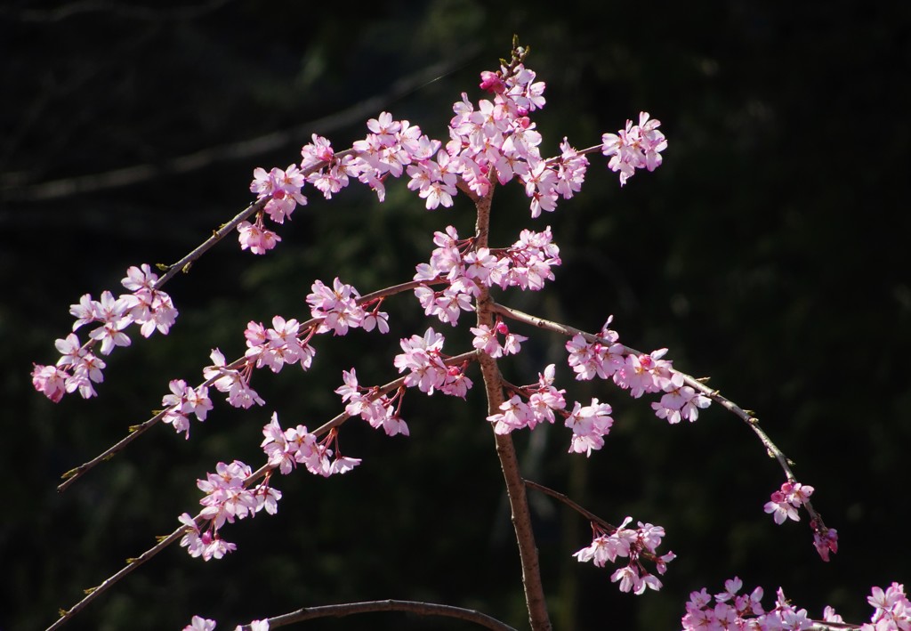 彦根城　城下の桜
