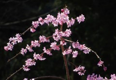 彦根城　城下の桜