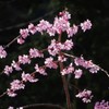 彦根城　城下の桜