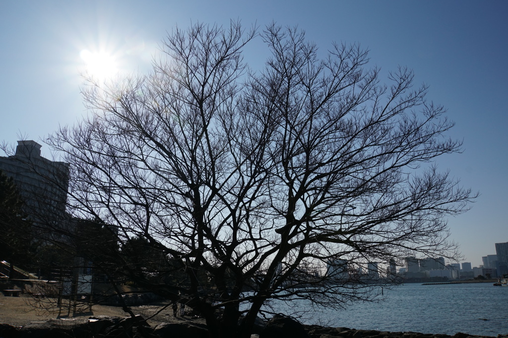 暑い日の巨木