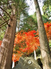 巨木と紅葉