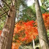 巨木と紅葉
