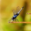 昆虫もにぎやか