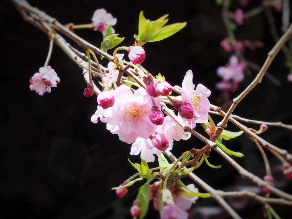 桜