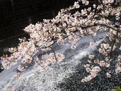 花筏