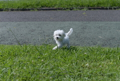 マルチーズ