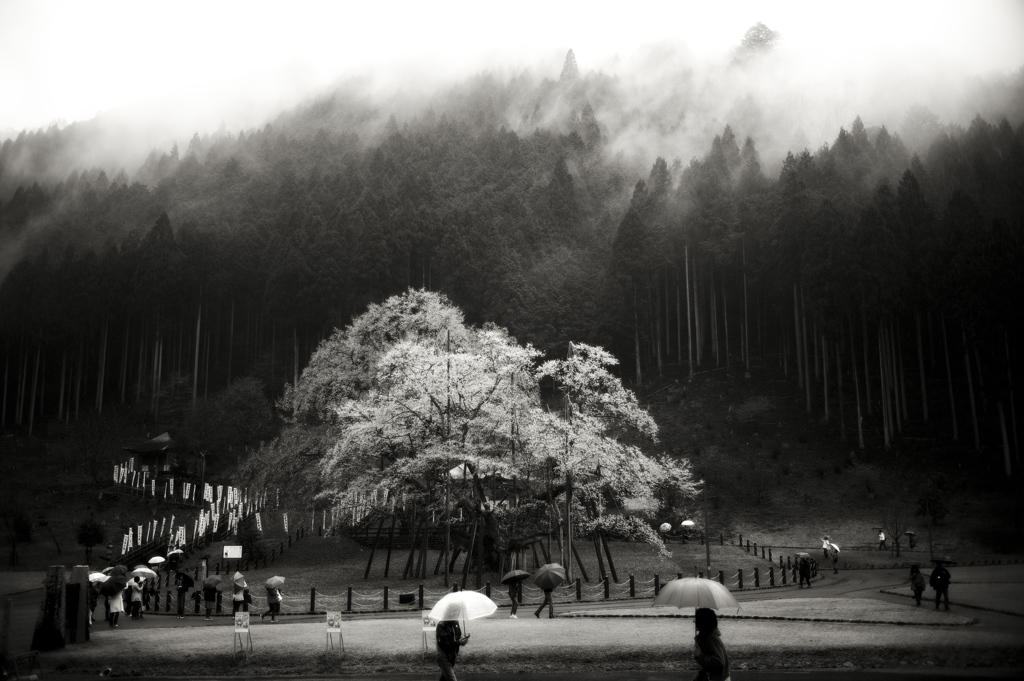 岐阜　薄墨桜