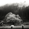 岐阜　薄墨桜