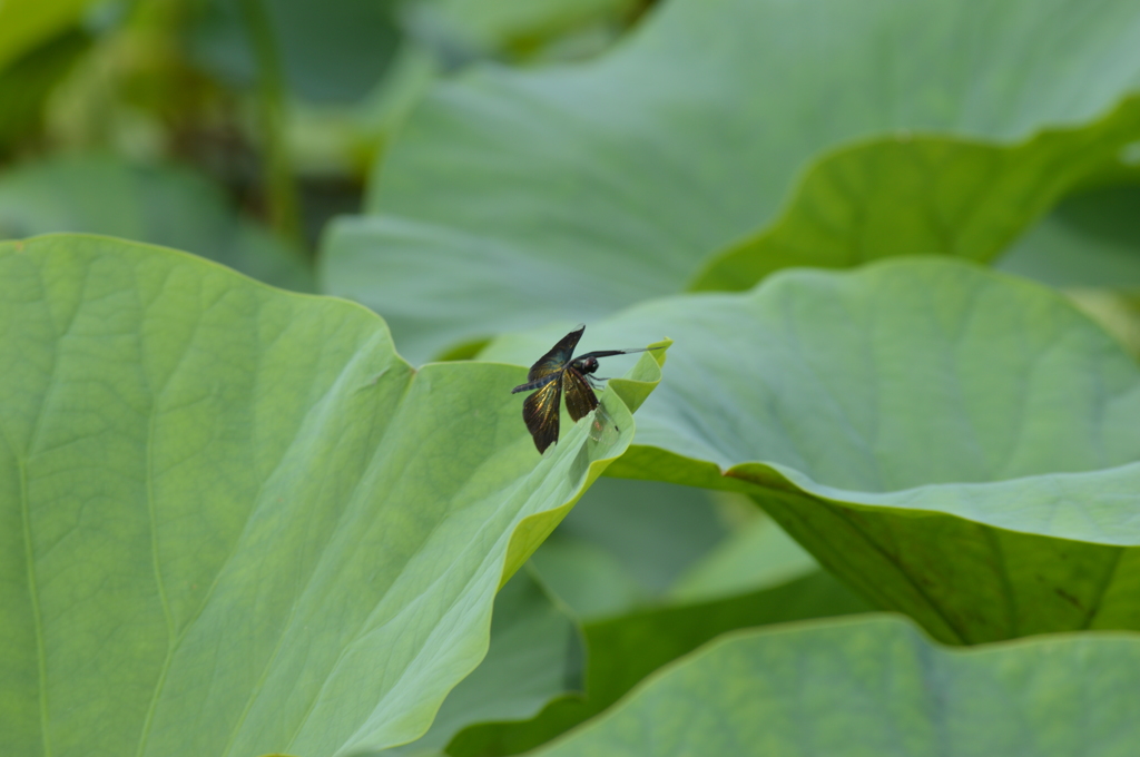 蜻蛉の休憩