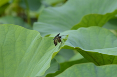 蜻蛉の休憩
