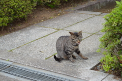 ペロッ　猫