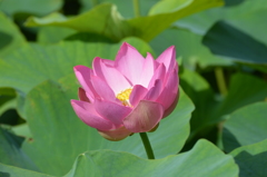 蓮