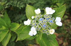 標高931ｍの紫陽花3