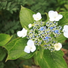 標高931ｍの紫陽花3