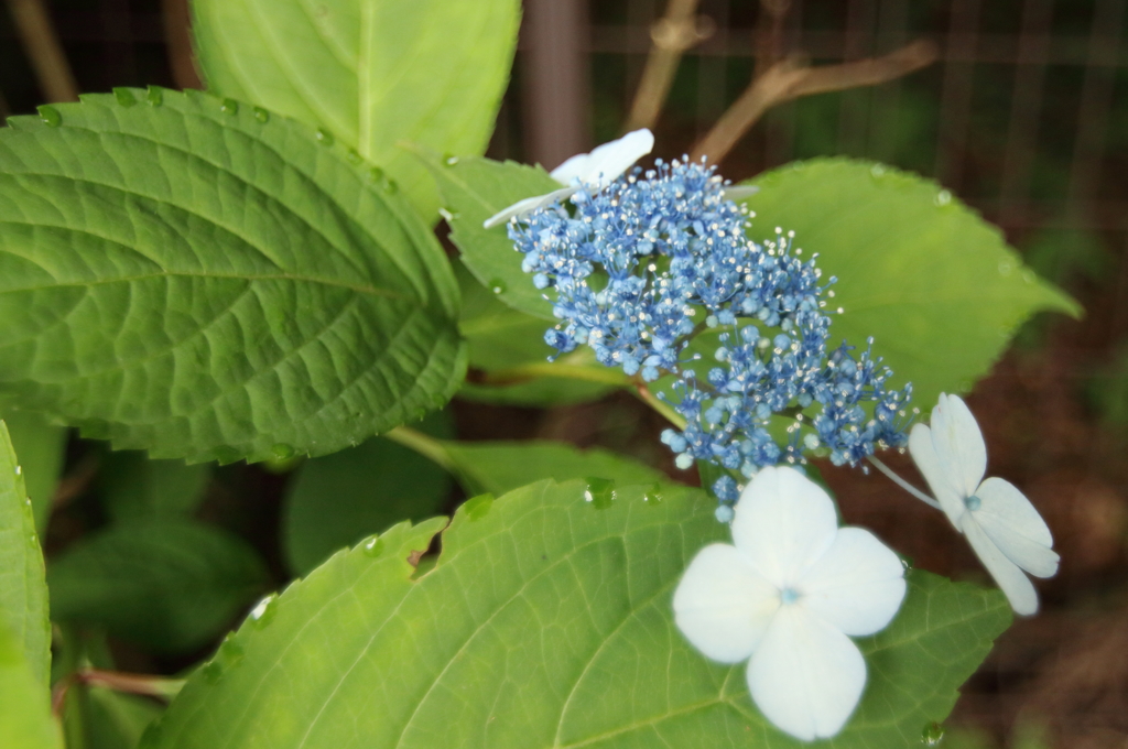 標高931ｍの紫陽花4