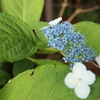 標高931ｍの紫陽花4