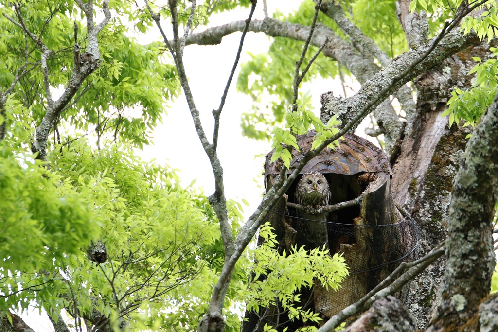 野間の大ケヤキにて　お母さんフクロウ登場１