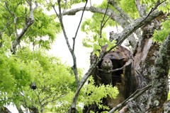 野間の大ケヤキにて　お母さんフクロウ登場１